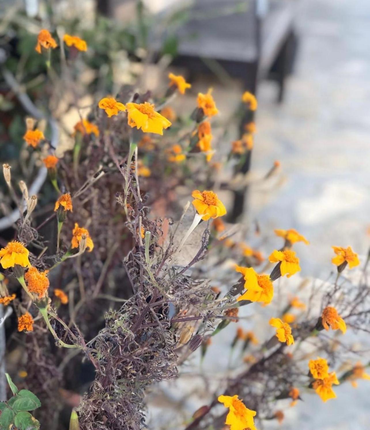 Jabal Shams Villa Saab Bani Khamis Zewnętrze zdjęcie